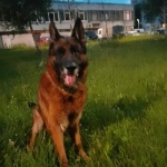 Davlo