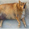 злой чёрт