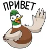 Селезень