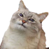 blini