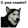 Собака Павлова