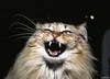 Angry_Old_Cat