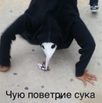 Karuto Kun