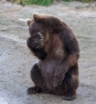 Bearhunt.