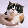Котость Бурмалдина