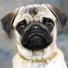Frank_The_Pug