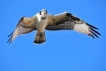 skyhawk81