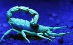 Scorpio