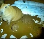 Stepan Fadeev (Pupok_)